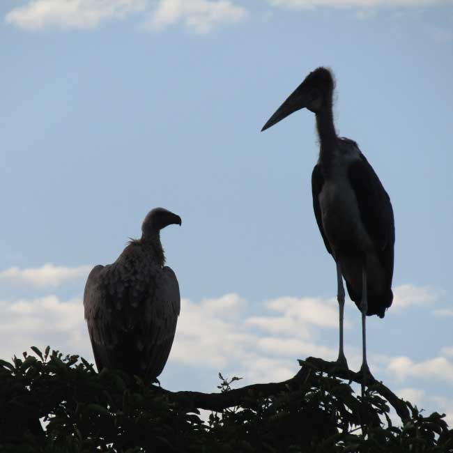 Following a stork named Fill