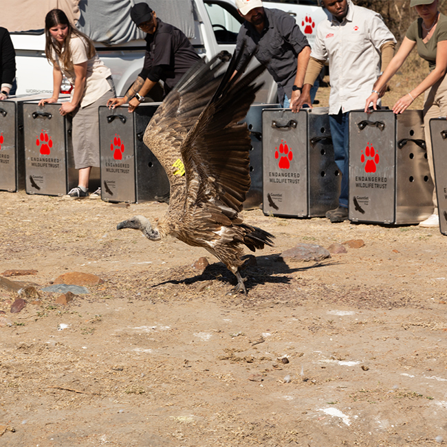 Poisoned vultures take to the sky