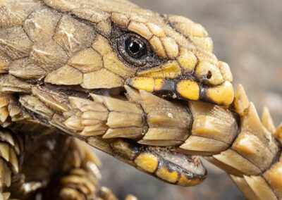 Armadillo Girdled Lizard (Ouroborus cataphractus) – photo credit: Chad Keates