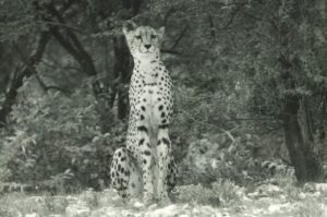 Cheetah sitting black and white