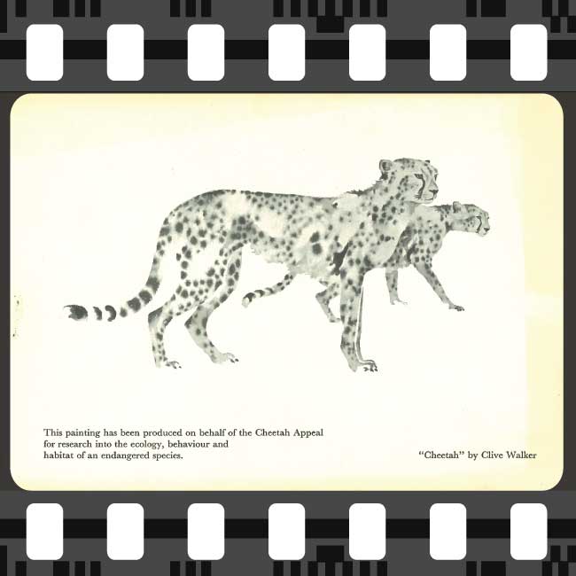 Clive Walker's original Cheetah print used to raise funds for Cheetah research.