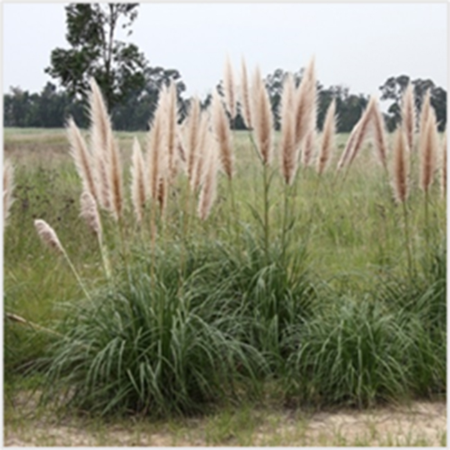 The Unseen Threat of Pampas Grass in South Africa