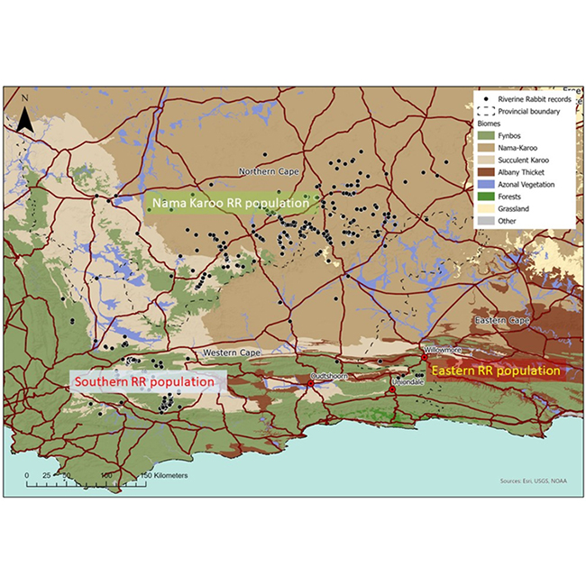 Tales from the Field: Dropping in on the eastern Riverine Rabbit population