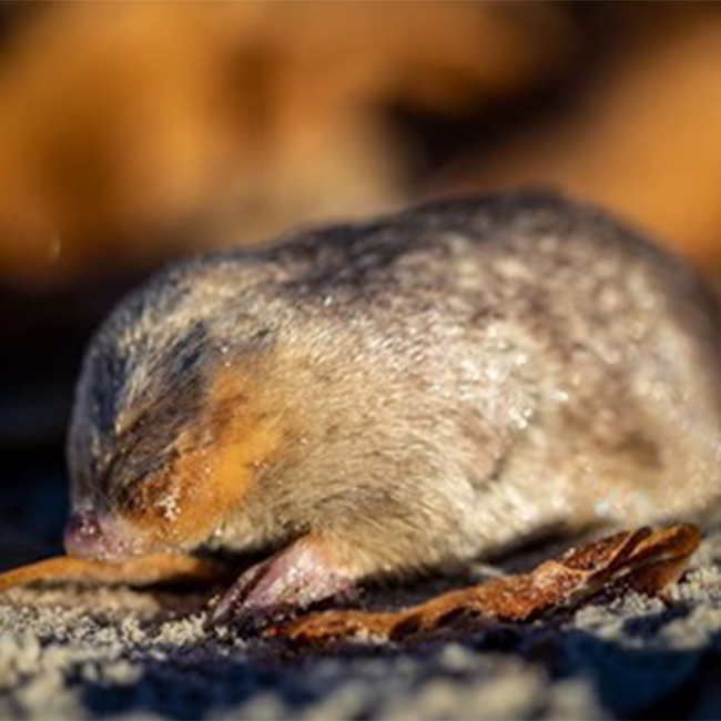 FOUND: Iridescent blind mole with super-hearing powers rediscovered ‘swimming’ through sand dunes of South Africa