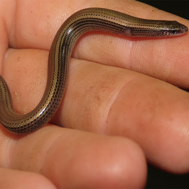 EWT receives R478 892 to revive Durban’s Critically Endangered Dwarf Burrowing Skink