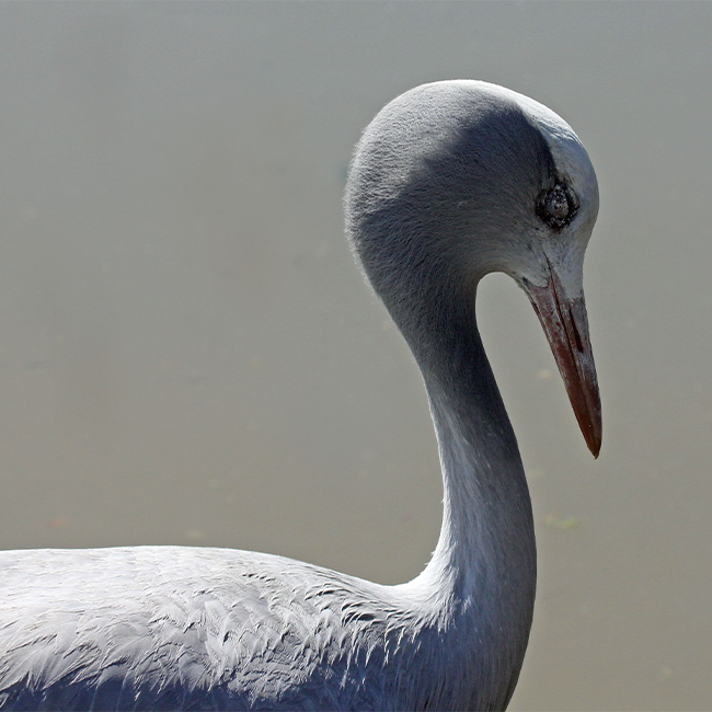 Healthy wetlands are critical for crane conservation, says the Endangered Wildlife Trust