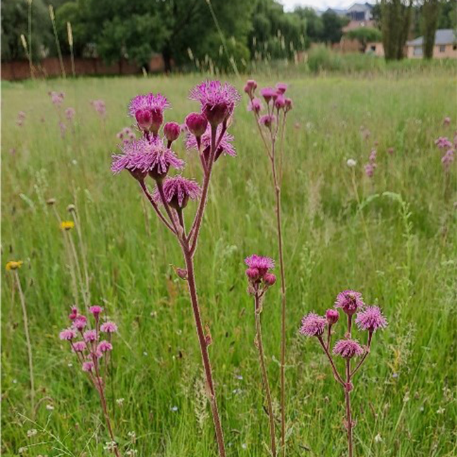 Tales from the Field:  EWT Conservation Campus Takes Bold Steps for Pompom Weed Eradication