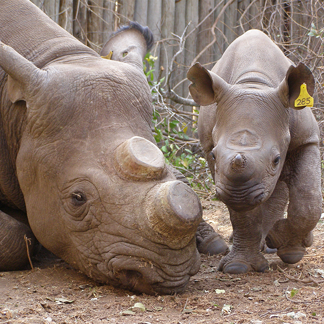 EWT looking into new technologies to curb rhino poaching