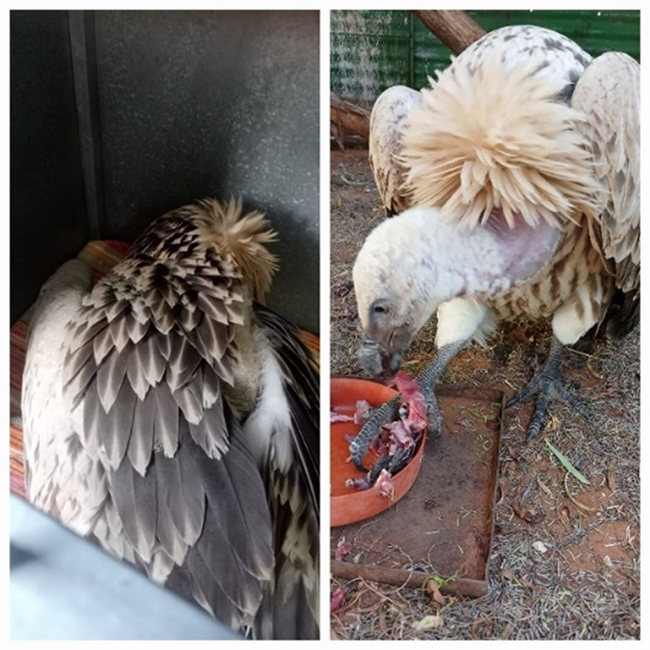 Two rehabilitated Vultures released by the Birds of Prey Programme in Mokala National Park