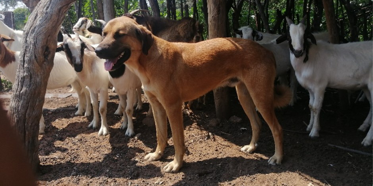 The Endangered Wildlife Trust’s Livestock Guardian Dogs protect farmed ...