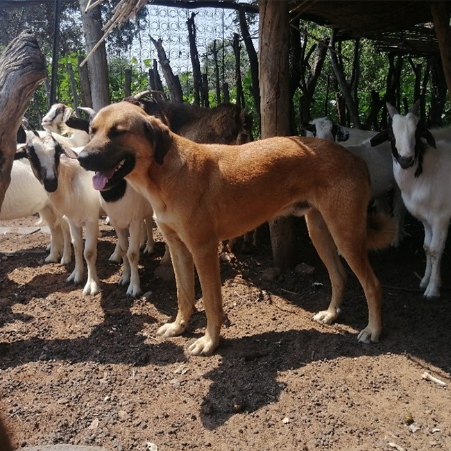 The Endangered Wildlife Trust’s Livestock Guardian Dogs protect farmed animals from predation.