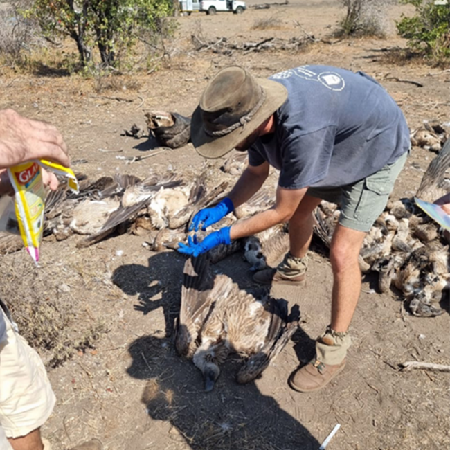 My daunting first Vulture poisoning as a new EWT field officer