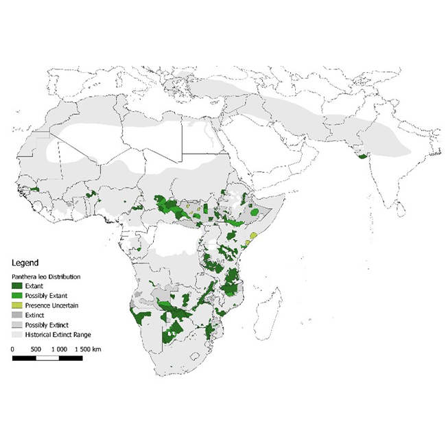 Lions remain listed as Vulnerable in the 2023 Red List Assessment