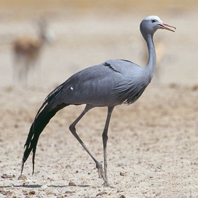 How is South Africa’s national bird, the Blue Crane, doing?