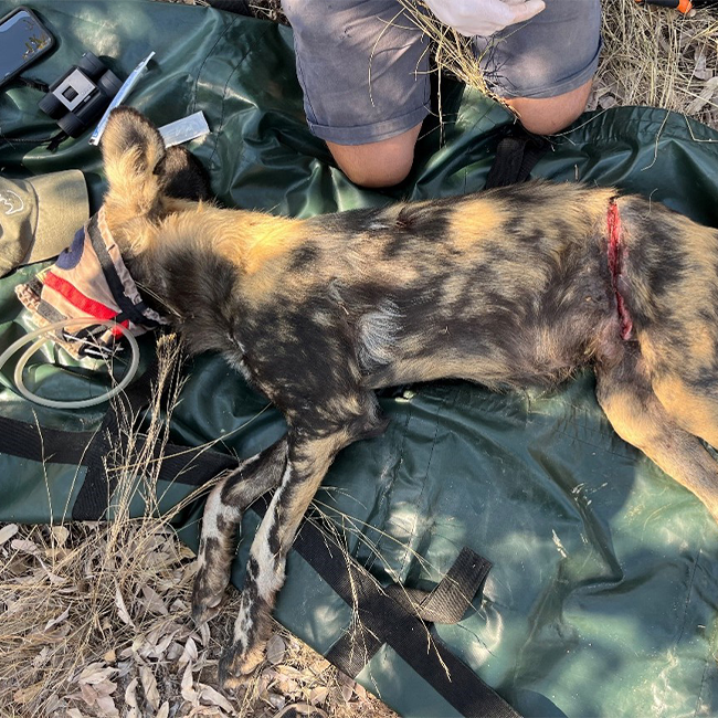 Wild Dogs rescued from snares