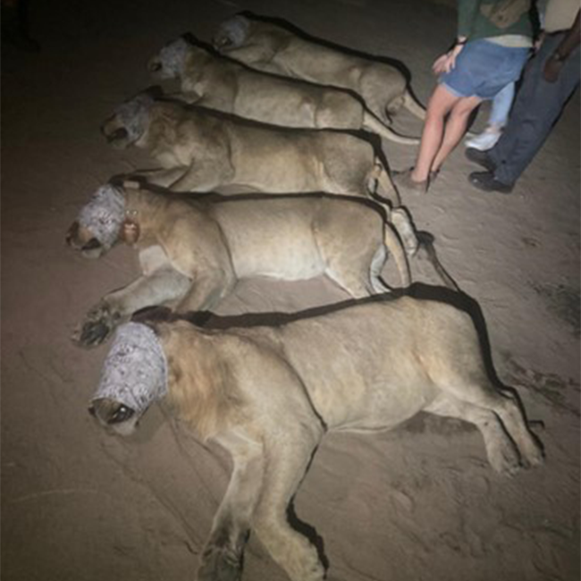 Lions roaming Phalaborwa darted and sent back to the Kruger National Park