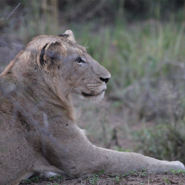 How to count lions in Africa