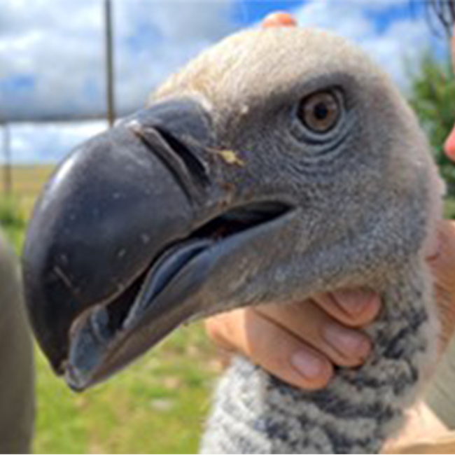 A familiar face greets the Endangered Wildlife Trust team during field monitoring for vulture threats