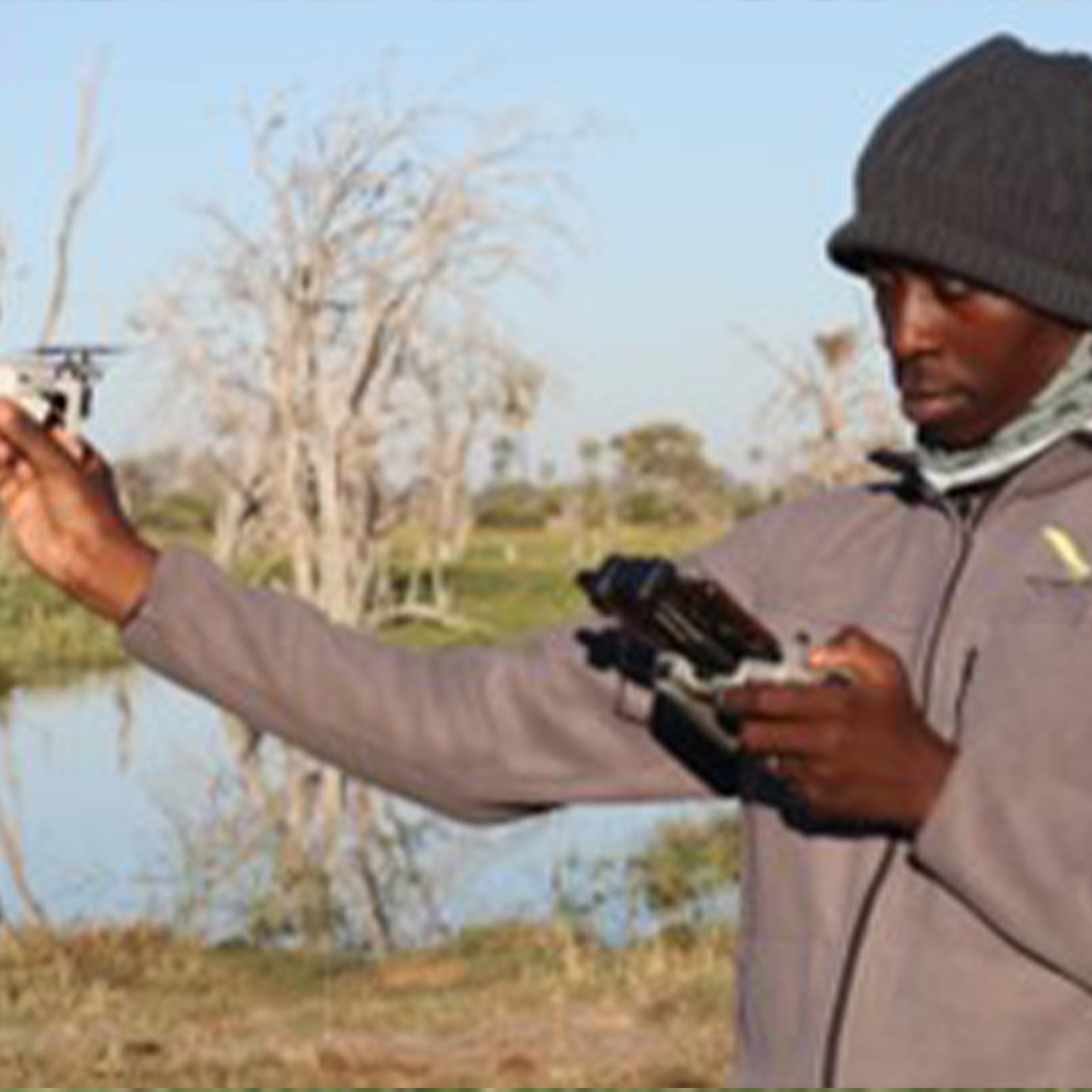 The unfinished journey:  capturing Wattled Cranes for conservation