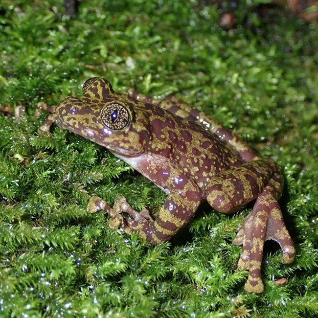 Ghostly Decline: Unveiling Tadpole Trends in Table Mountain’s Critically Endangered Frog