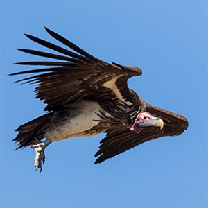 Saving Vultures from poisoning and other threats