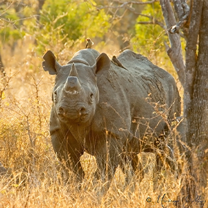 Conservation Canines Help to Combat Rhino Poaching