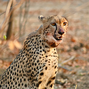 From Kalahari to Malawi: Cheetahs Thrive in New Home