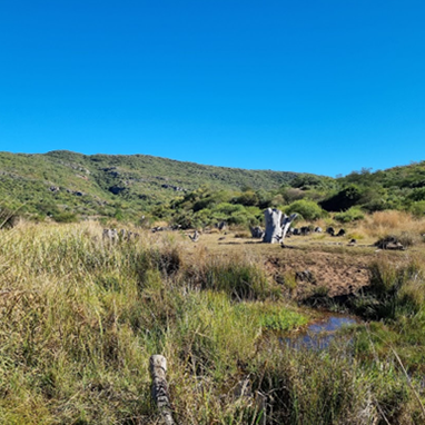 Reviving the Soutpansberg: Clearing Alien Species, Restoring Water, and Reclaiming Wetlands