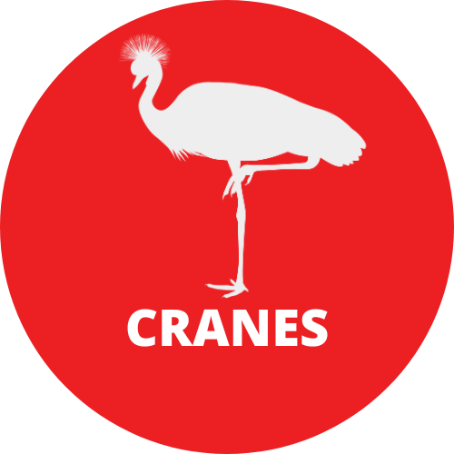 Brand Name