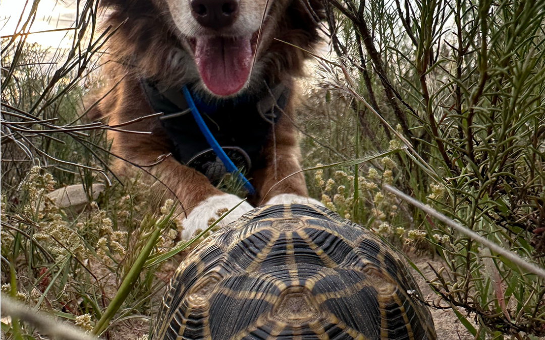 EWT TORTOISE CONSERVATION CANINES – NOSY FOR NATURE