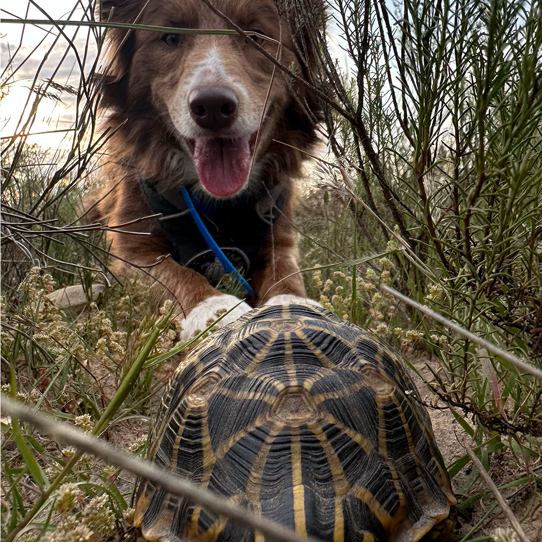 EWT TORTOISE CONSERVATION CANINES – NOSY FOR NATURE