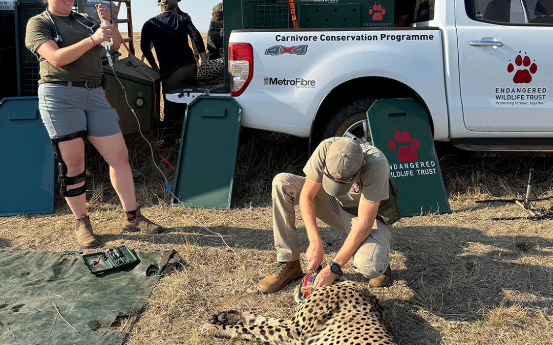 Cheetah repopulation initiative in the Greater Makalali Nature Reserve