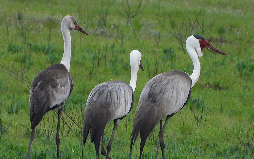 The resilience of a Wattled Crane chick