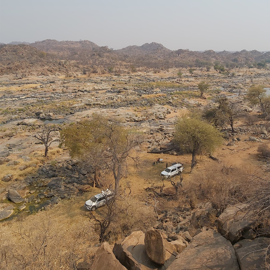 Determining how Elephant impact on Vulture breeding sites in the Limpopo River valley: new research