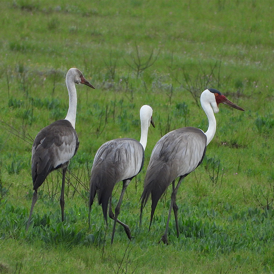 The resilience of a Wattled Crane chick