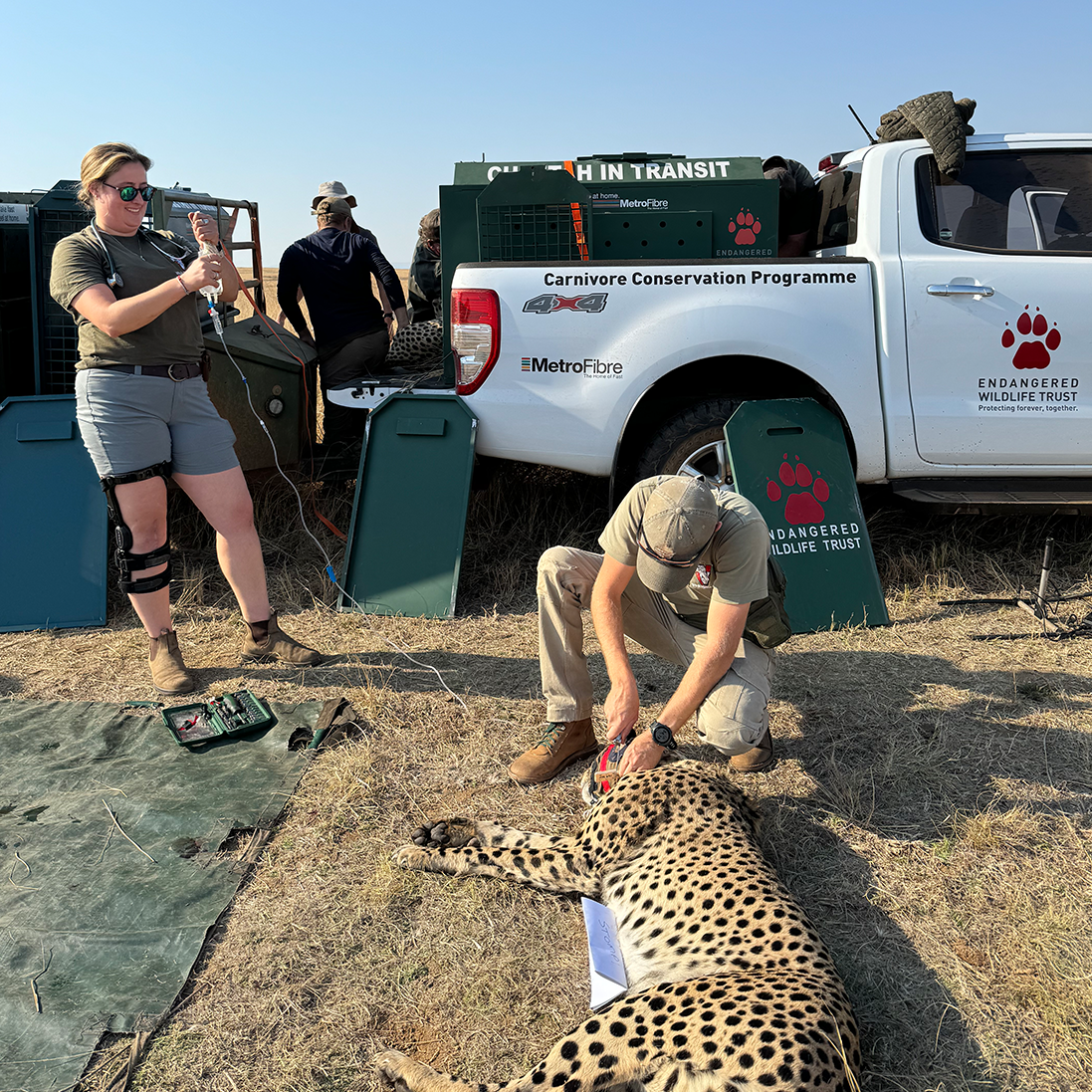 Cheetah repopulation initiative in the Greater Makalali Nature Reserve