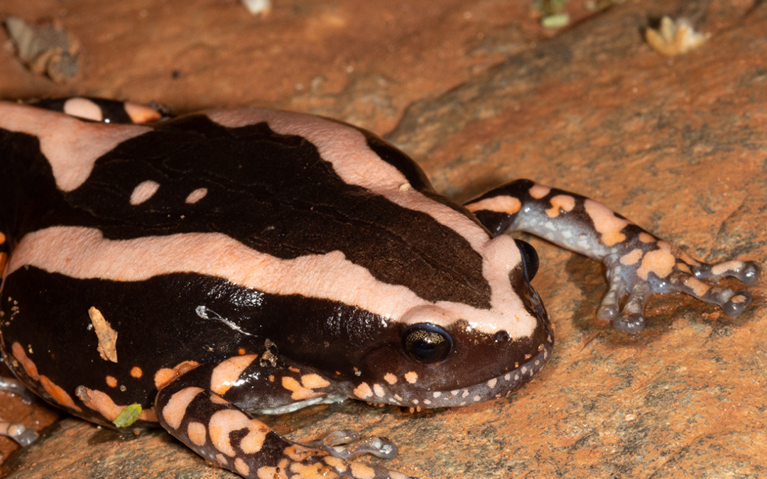 Flood Brings Frogs to Life at Medike