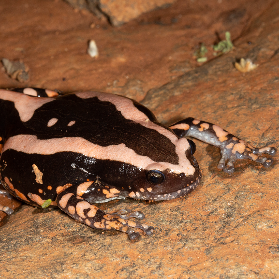 Flood Brings Frogs to Life at Medike