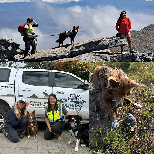 cycads and wildlife crime detection dog