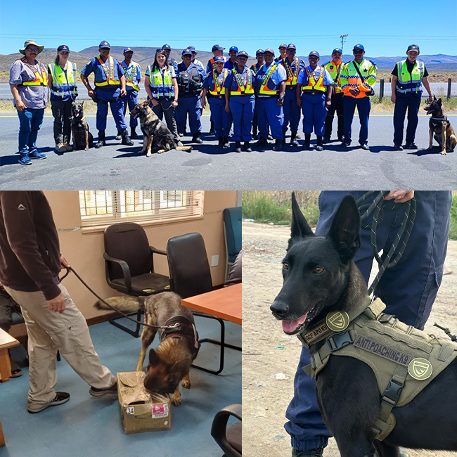 cycads and wildlife crime detection dog