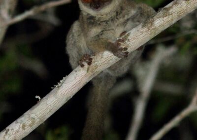 Mozambique Dwarf Galago