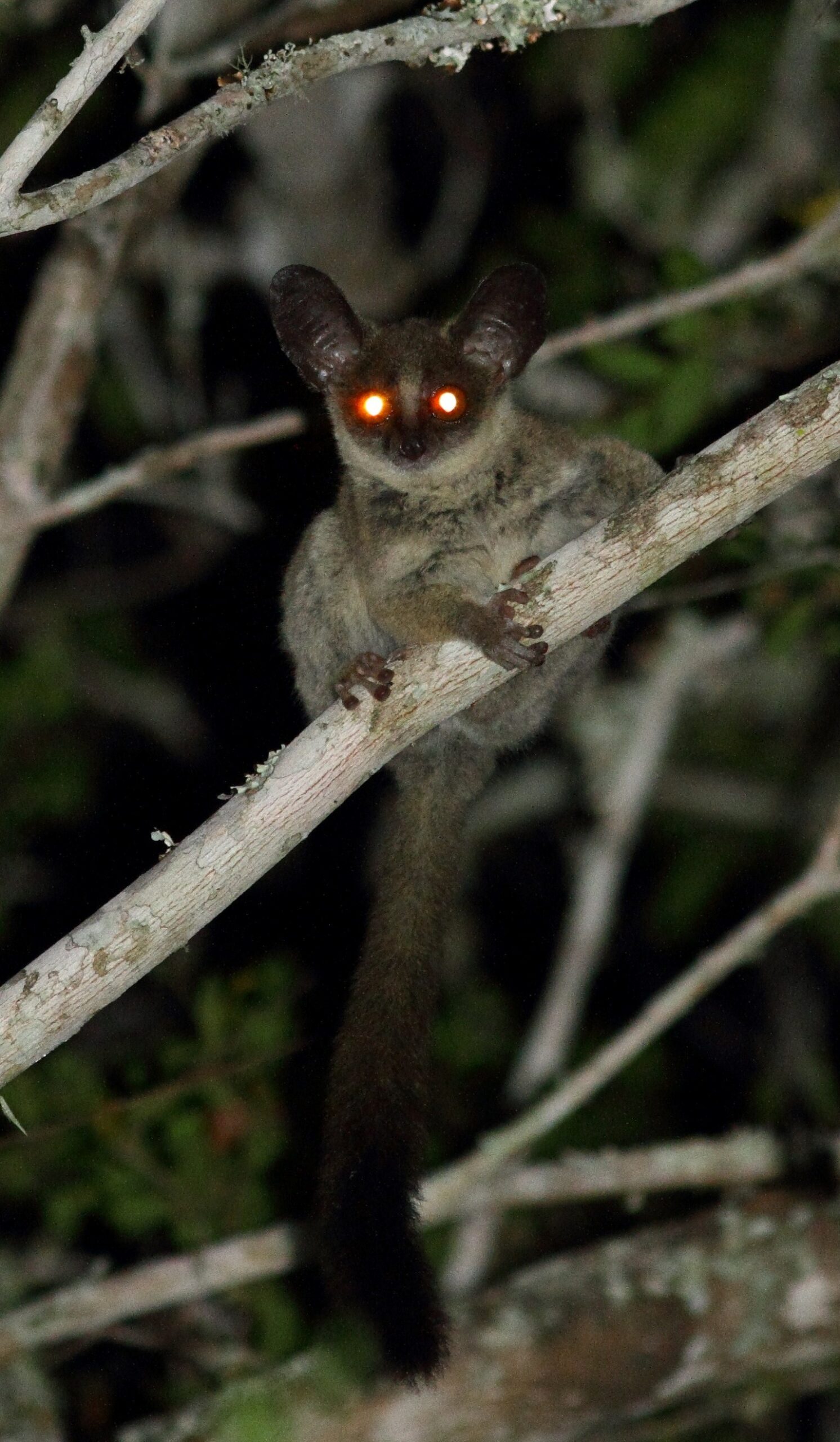 Mozambique Dwarf Galago