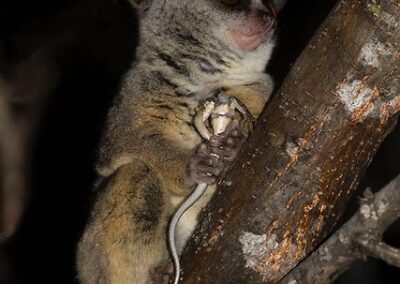 Southern Lesser Galago