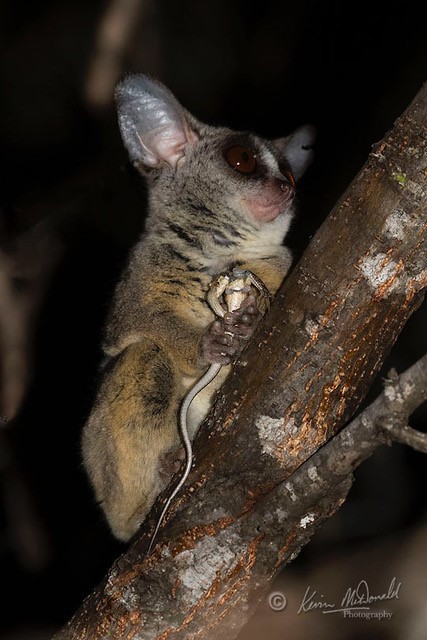 Southern Lesser Galago