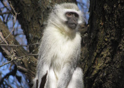 Vervet Monkey