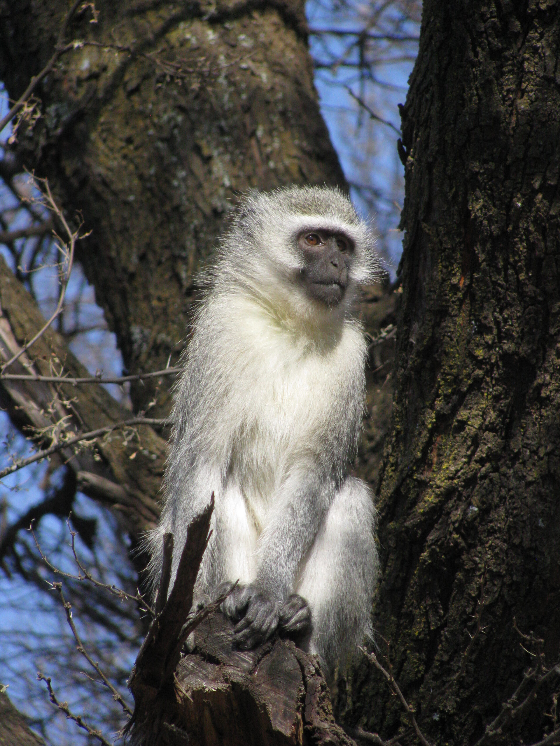 Vervet Monkey