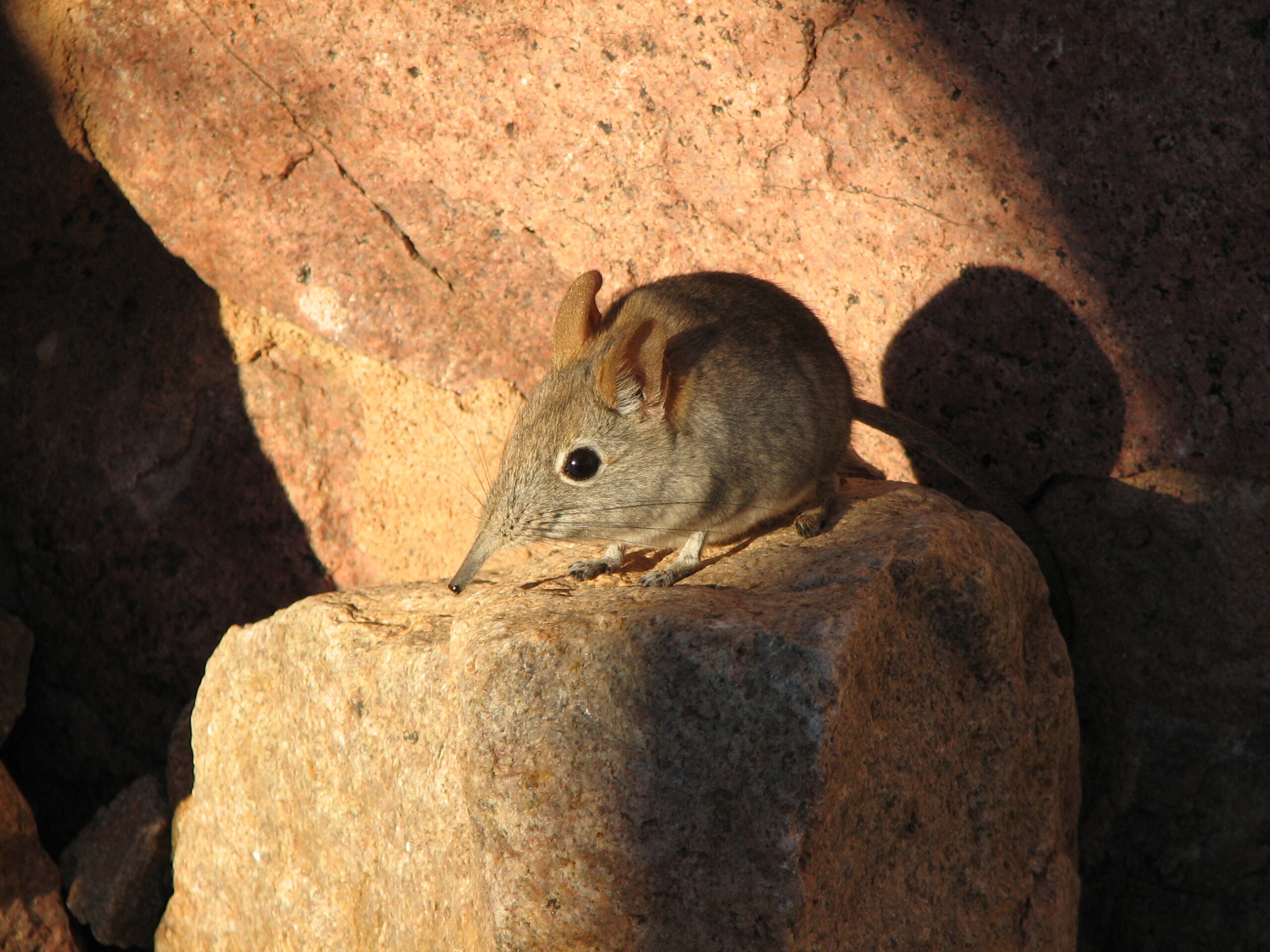Bushveld elephant shrews Elephantulus intufi occur on Kalahari sands