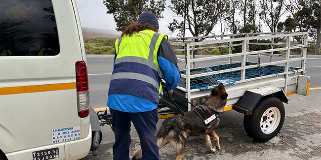 cycads and wildlife crime detection dog