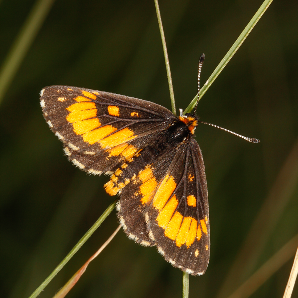 スイーツbutterfly様　ご確認ページ Renewed Hope for an iconic Butterfly, the Wolkberg Zulu
