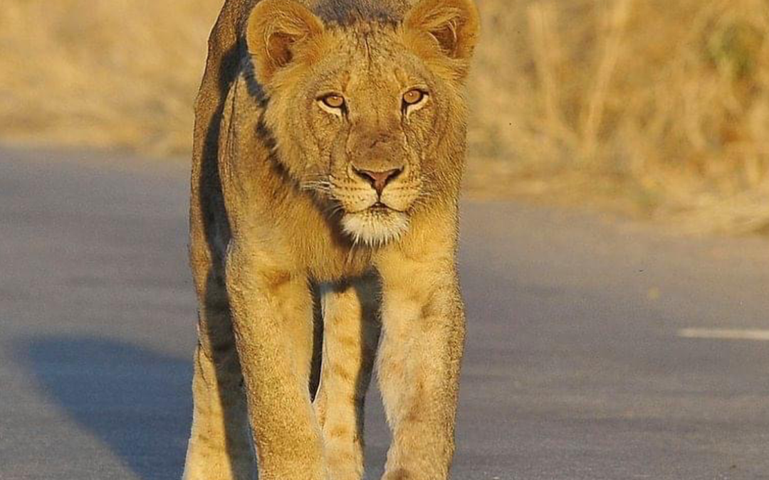Counting Lions: EWT Surveys Decline in Kruger’s Northern Pride